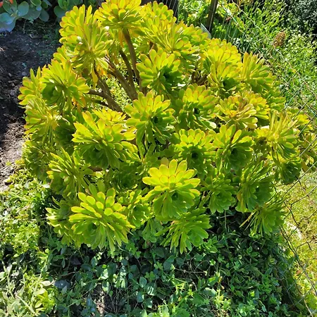 Acqua Doria * Coti-Chiavari (Corsica)