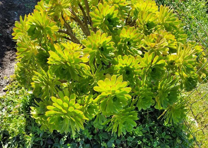 Acqua Doria * Coti-Chiavari (Corsica)