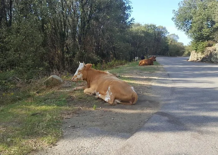 Acqua Doria Coti-Chiavari (Corsica)